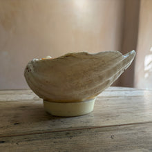 Carica l'immagine nel visualizzatore di Gallery, Antique Clam Shell