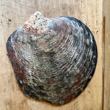 Load image into Gallery viewer, Black-Lip Pearl Oyster Shell