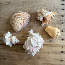 Carica l'immagine nel visualizzatore di Gallery, Natural Sea Shell Collection
