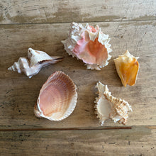 Carica l'immagine nel visualizzatore di Gallery, Natural Sea Shell Collection
