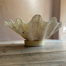 画像をギャラリービューアに読み込む, Antique Clam Shell

