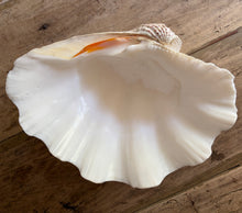画像をギャラリービューアに読み込む, Antique Clam Shell
