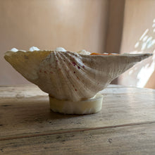 画像をギャラリービューアに読み込む, Antique Clam Shell
