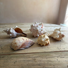 Carica l'immagine nel visualizzatore di Gallery, natural sea shell collection Natasha Baker 
